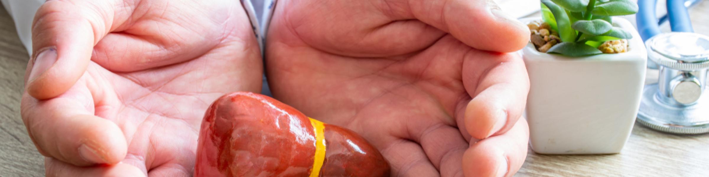 A doctor cradling a miniature model liver in their hands, on a desk